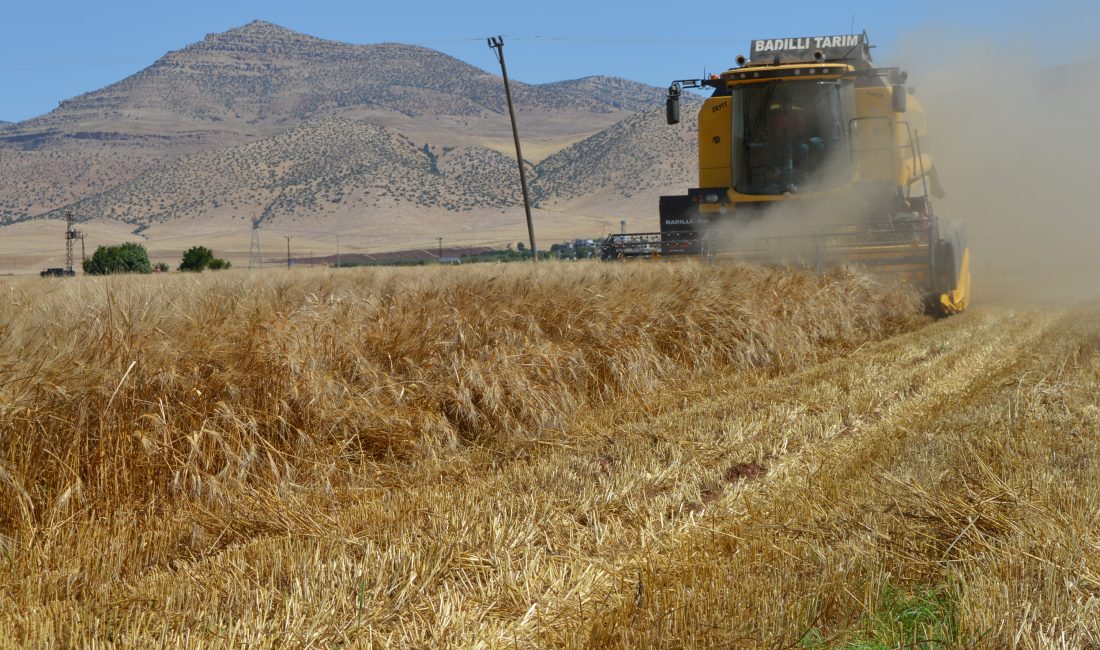 Mardin Ovası’nda ekilen buğdayda